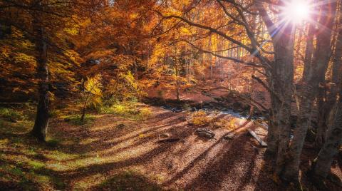 Sunlight breaking through forest trees in autumn