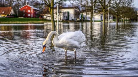 Swan in flooded street