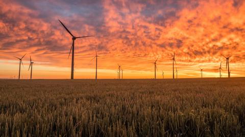 Wind Turbines in a wheat field at sunset