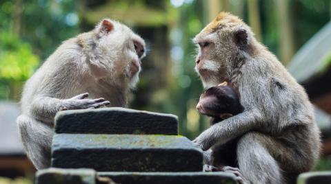 Two monkeys looking like they are having a conversation.