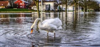 Swan in flooded street