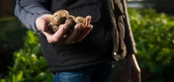 Person holding a handful of potatoes with a farm in the background