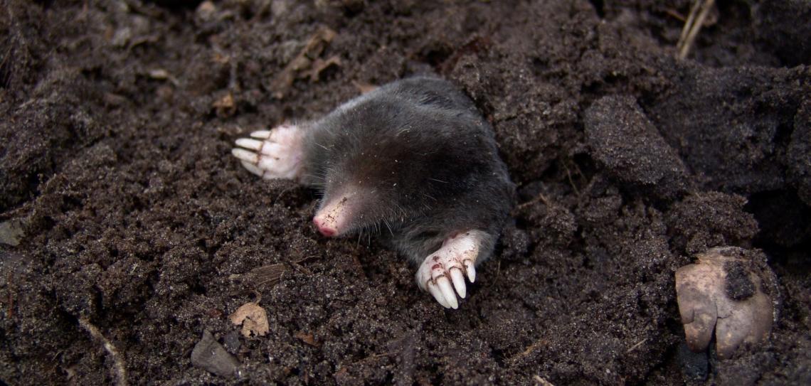 Mole emerging from the soil