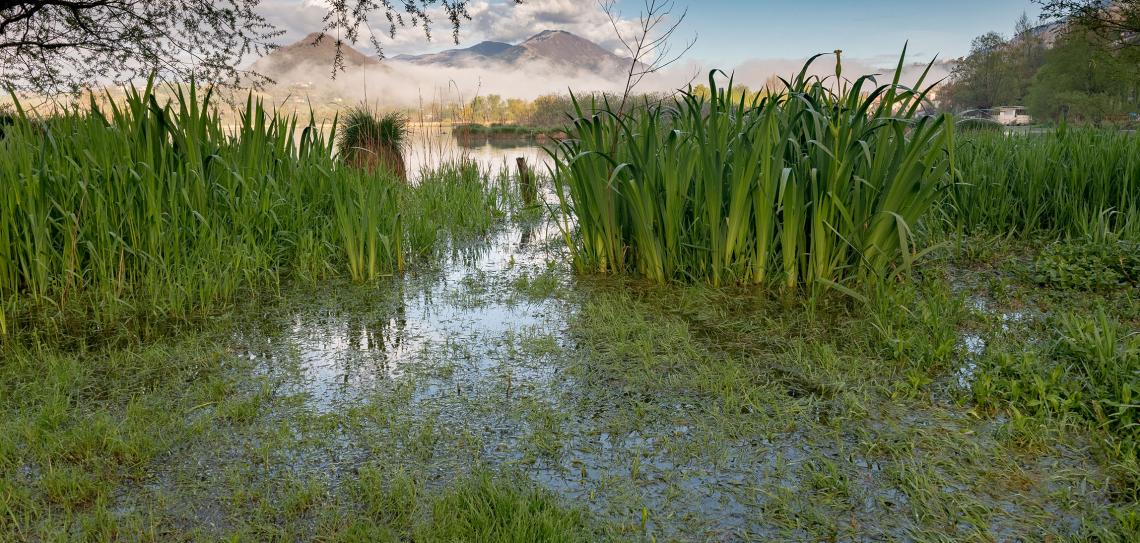 Green Marsh with blue sky