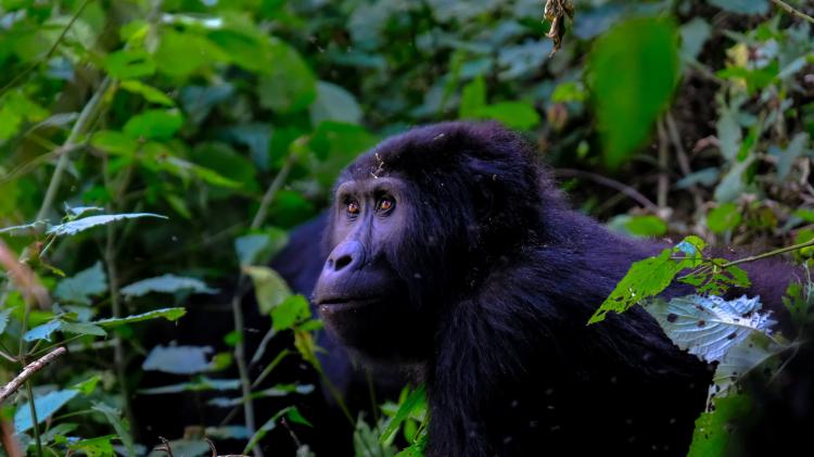 Ape in a tropical forest