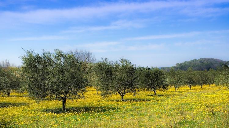 Olive trees in a field