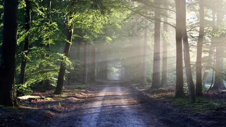 Path leading down a forest with sunshine breaking through the branches