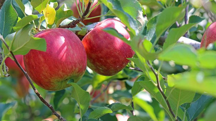 Red apples in green tree branches