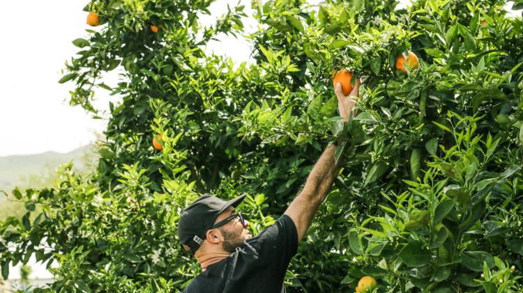 Man reaching for an orange in an Orange Grove